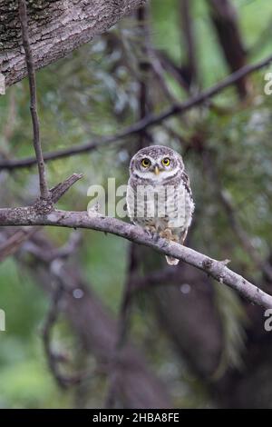 Un gufo macinato Foto Stock