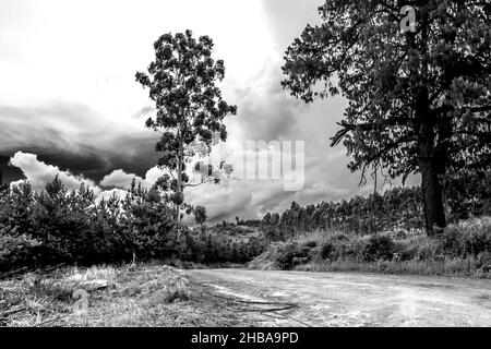 Vista drammatica di un albero di eucalipto solita vicino ad una strada sterrata rurale a Magoebaskloof, Sudafrica Foto Stock