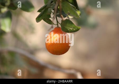Estate frutta e bacche di varietà. Flat-lay di fragole mature, ciliegie, uva, mirtilli, pere, albicocche, fichi in legno eco-friendly scatole su Foto Stock