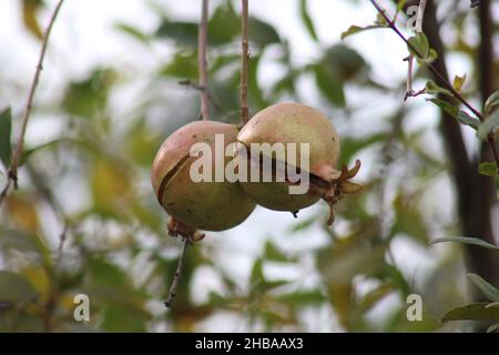 Estate frutta e bacche di varietà. Flat-lay di fragole mature, ciliegie, uva, mirtilli, pere, albicocche, fichi in legno eco-friendly scatole su Foto Stock