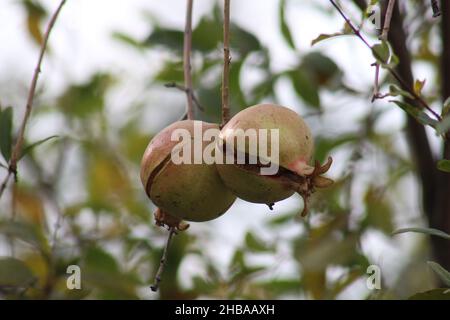 Estate frutta e bacche di varietà. Flat-lay di fragole mature, ciliegie, uva, mirtilli, pere, albicocche, fichi in legno eco-friendly scatole su Foto Stock