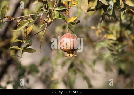 Estate frutta e bacche di varietà. Flat-lay di fragole mature, ciliegie, uva, mirtilli, pere, albicocche, fichi in legno eco-friendly scatole su Foto Stock