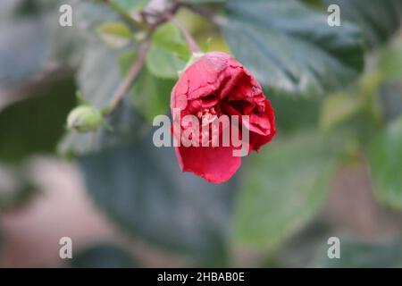 Estate frutta e bacche di varietà. Flat-lay di fragole mature, ciliegie, uva, mirtilli, pere, albicocche, fichi in legno eco-friendly scatole su Foto Stock