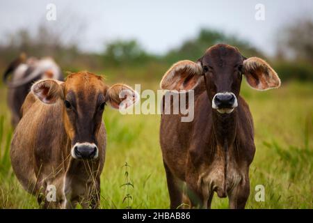 Giovani bovini nei terreni agricoli vicino Cienaga de las Macanas, provincia di Herrera, Repubblica di Panama, America Centrale. Foto Stock