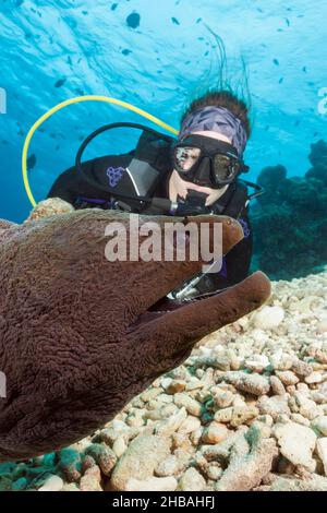 Subacqueo e gigante Moray, Gymnothorax javanicus, Atollo di maschio Nord, Oceano Indiano, Maldive Foto Stock