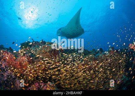 Barriera corallina Manta sopra Shoal of Glassy Fish, Manta alfredi, Atollo Nord Ari, Oceano Indiano, Maldive Foto Stock