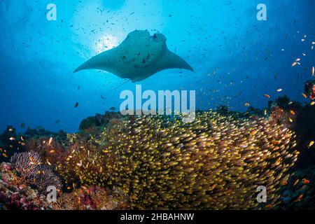 Barriera corallina Manta sopra Shoal of Glassy Fish, Manta alfredi, Atollo Nord Ari, Oceano Indiano, Maldive Foto Stock