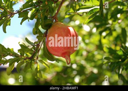 Frutta di melograno appesa su un albero, Sydney, Australia. Punica granatum Foto Stock