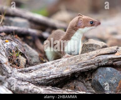 Donnola a coda corta sul terreno del parco nazionale di Yellowstone, Wyoming, USA. La stoat o la donnola a coda corta (Mustela erminea), conosciuta anche come l'ermine eurasiatica, ermine beringia, o semplicemente ermine, è un mustelide originario dell'Eurasia e delle parti settentrionali del Nord America. Una versione unica e ottimizzata di un'immagine di NPS Ranger JW Frank; Credit: NPS/Jacob W. Frank Foto Stock