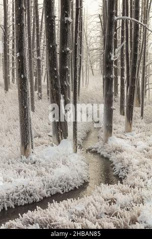 Gelo al Tangled Creek, parco nazionale di Yellowstone, Wyoming, Stati Uniti d'America. Il gelo di hoar si riferisce ai cristalli di ghiaccio bianchi depositati sul terreno o fissati in modo lasco agli oggetti esposti, quali i fili o leaves. Che formano sulle notti fredde e chiare quando le condizioni sono tali che il calore si irradia all'aria aperta più velocemente che può essere sostituito dalle fonti vicine, come vento o oggetti caldi. Una versione unica e ottimizzata di un'immagine di NPS Ranger JW Frank; Credit: NPS/Jacob W. Frank Foto Stock