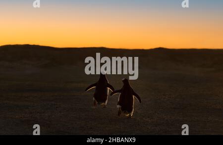 Due pinguini Gentoo in esecuzione sulla spiaggia al tramonto, Isole Falkland. Foto Stock