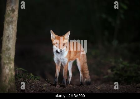 Primo piano di una volpe rossa (Vulpes vulpes) di notte, Regno Unito. Foto Stock