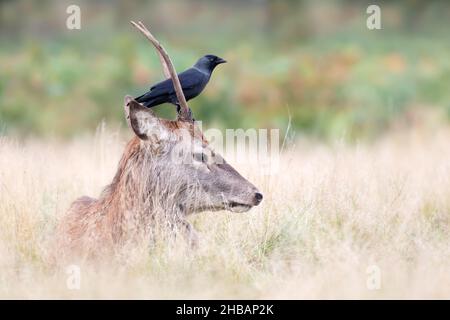 Primo piano di un giovane cervo rosso con un jackdaw seduto sulla sua testa, Regno Unito. Foto Stock