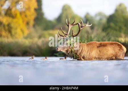Primo piano di un cervo rosso in uno stagno durante la stagione di rutting in autunno, Regno Unito. Foto Stock