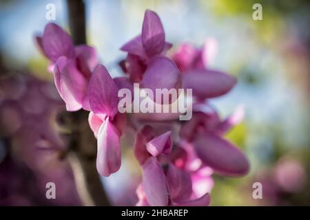 Un primo piano di un albero rosa di fiori di giuda in primavera Foto Stock
