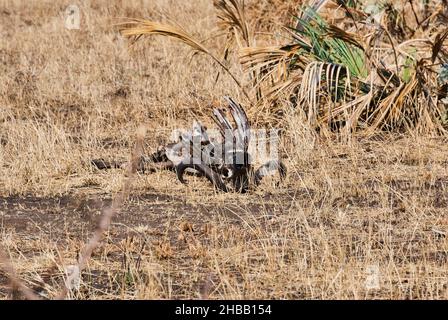 Scheletro di un bufalo africano morto giacente in un paesaggio asciutto Foto Stock