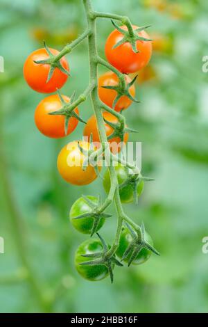 Pomodori Sungold coltivati sulla vite. Solanum lycopersicum Sungold F1 pomodori ciliegini in una serra britannica. Foto Stock