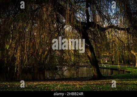 Immagine di un salice piangente vicino a uno stagno parco della città nel sole di fine inverno Foto Stock