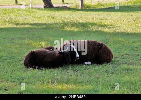 Carino due pecore con pelliccia marrone giacente sul terreno coperto di erba verde Foto Stock