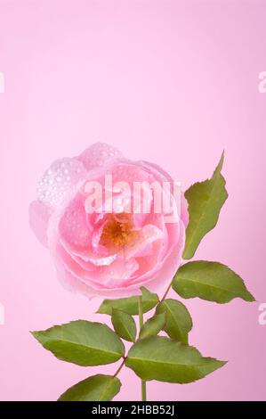 rosa rosa con foglie, isolato su sfondo rosa, primo piano con spazio copia Foto Stock