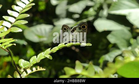 Primo piano di due farfalle bianche a quattro anelli (Ypthima Ceylonica) che si accoppiano sulla parte superiore di una foglia frontale alla luce diretta del sole Foto Stock