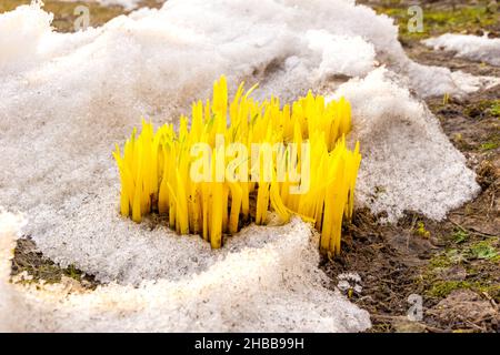 giovani germogli gialli di lupino crescono dalla neve, fuoco selettivo Foto Stock