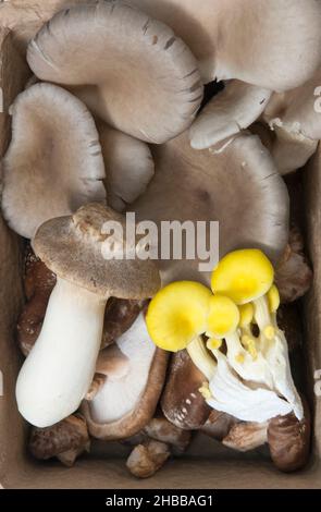 Selezione di funghi selvatici, Regno Unito Foto Stock