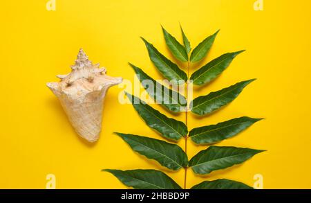 Foglia di felce verde, conchiglie su sfondo giallo. Vista dall'alto, minimalismo Foto Stock