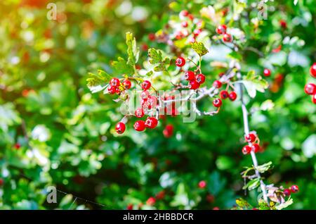 Frutti di biancospino rosso brillante su rami. Bellissimo screensaver autunno Foto Stock