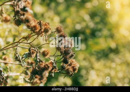 Semi secchi di cardo di cardo su abranch. Sfondo sfocato. Primo piano Foto Stock