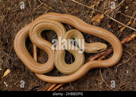 Primo piano su un overwintering, di colore pallido e arricciato su Western Yellow-bellished Racer, Coluber costrittor mormon nella California del Nord Foto Stock