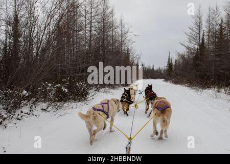 Canada. Squadra di sledding del cane. Solo editoriale. Foto Stock