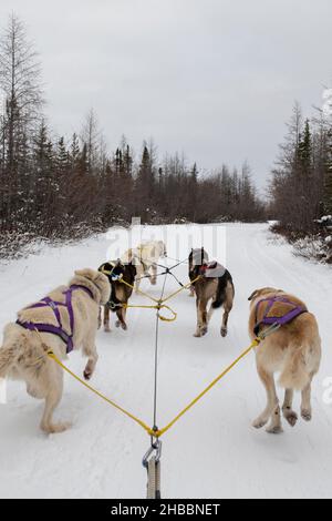 Canada. Squadra di sledding del cane. Solo editoriale. Foto Stock