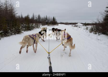 Canada. Squadra di sledding del cane. Solo editoriale. Foto Stock