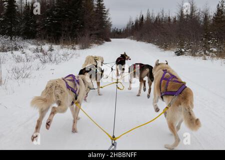 Canada. Squadra di sledding del cane. Solo editoriale. Foto Stock