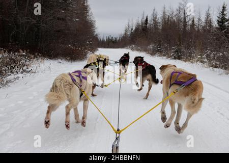 Canada. Squadra di sledding del cane. Solo editoriale. Foto Stock