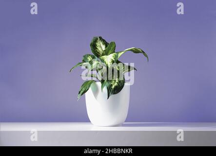 Dieffenbachia o Dumb canna pianta giovane in un vaso di fiori bianchi su un tavolo bianco, vicino al muro di trendy molto peri colore dell'anno 2022. Foto Stock