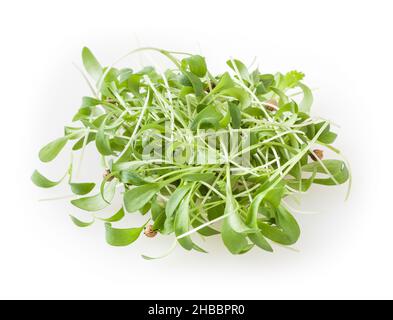 Germogli di coriandolo in crescita micro verdi isolati su sfondo bianco Foto Stock