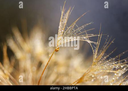 Piccola lumaca sul fiore di dente di leone. Sfondo naturale con dente di leone Foto Stock