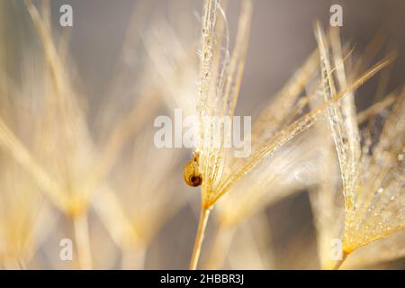 Piccola lumaca sul fiore di dente di leone. Sfondo naturale con dente di leone Foto Stock