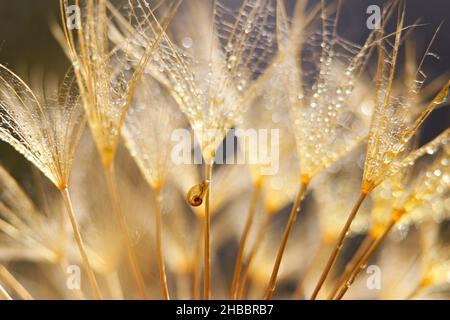 Piccola lumaca sul fiore di dente di leone. Sfondo naturale con dente di leone Foto Stock