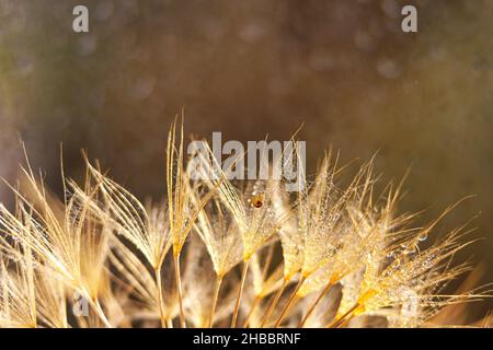 Piccola lumaca sul fiore di dente di leone. Sfondo naturale con dente di leone Foto Stock