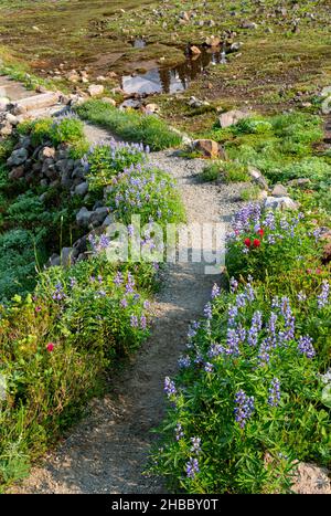 WA19878-00...WASHINGTON - Lupin, pennello e erica rosa fioritura in un prato aperto vicino al Paradise nel Parco Nazionale del Monte Rainier. Foto Stock