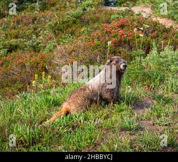 WA19894-00...WASHINGTON - Hoary marmott lungo il sentiero vicino Paradise nel Parco Nazionale del Monte Rainier. Foto Stock