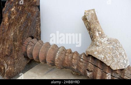 Le antiche anfore rotto sulla grande tassello di legno che è stato recuperato dal Mare Adriatico, Montenegro. Foto Stock