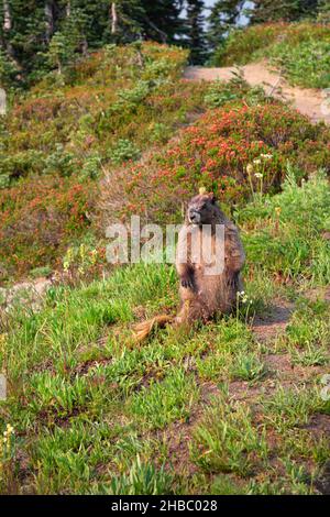 WA19897-00...WASHINGTON - Hoary marmott lungo il sentiero vicino Paradise nel Parco Nazionale del Monte Rainier. Foto Stock