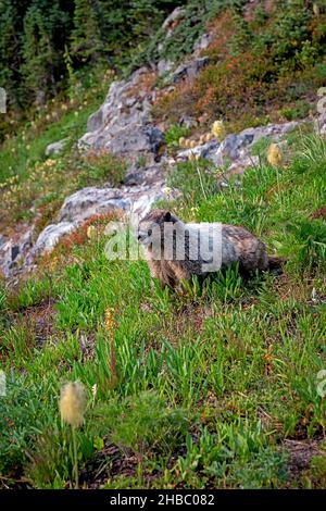 WA19898-00...WASHINGTON - Hoary marmott lungo il sentiero vicino Paradise nel Parco Nazionale del Monte Rainier. Foto Stock