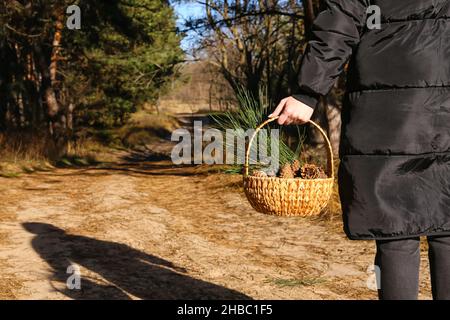 Donna che tiene cestino con coni di pino e rami di abete in foresta, primo piano Foto Stock