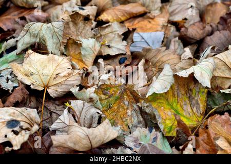 Primo piano di foglie secche cadute giacenti su un terreno boschivo in autunno. Foto Stock