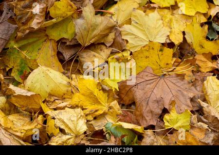 Un'immagine ravvicinata di una lettiera in foglie d'autunno gialle sparse sotto gli alberi in un parco. Foto Stock